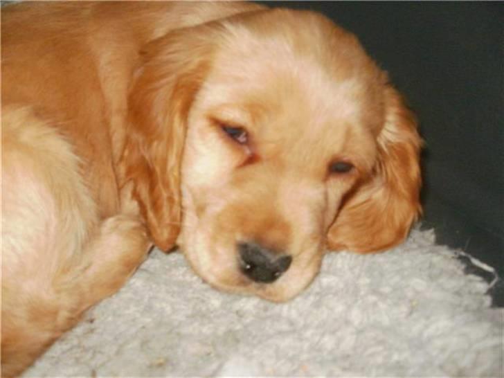 Blanding af racer Tulle billede 9