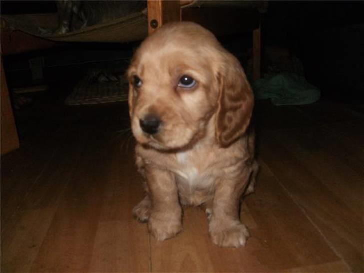 Blanding af racer Tulle billede 10