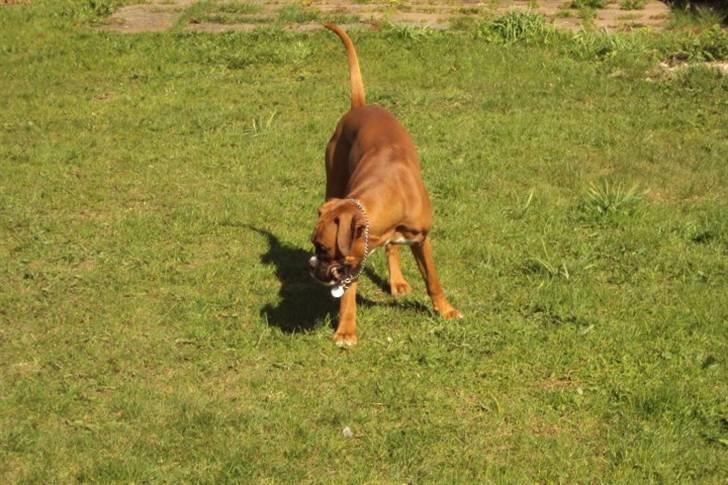 Boxer Zenta billede 20