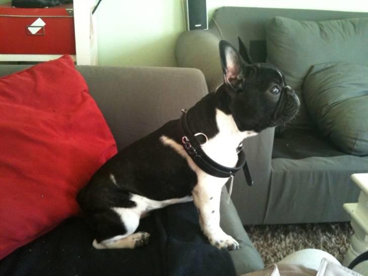 Fransk bulldog Cody billede 13