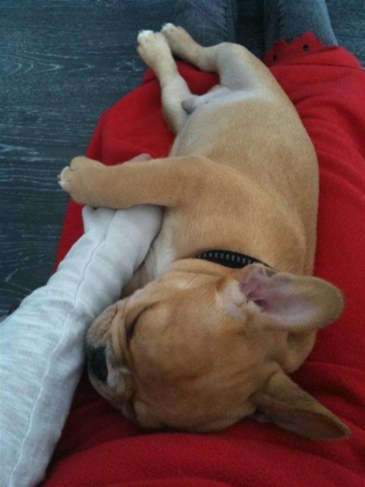 Fransk bulldog R.I.P Bailey 07.12.09 - 26.05.12 billede 2