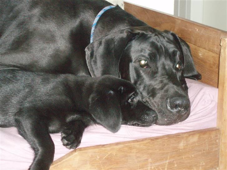 Blanding af racer Liga - Liga billede 1