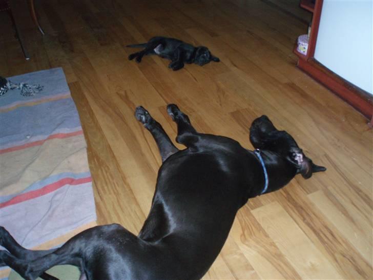 Blanding af racer Liga - Liga billede 3