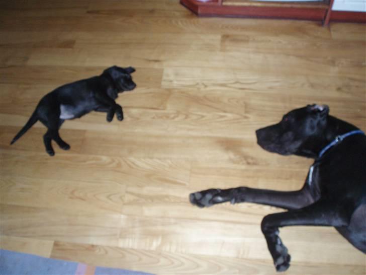 Blanding af racer Liga - Liga billede 4