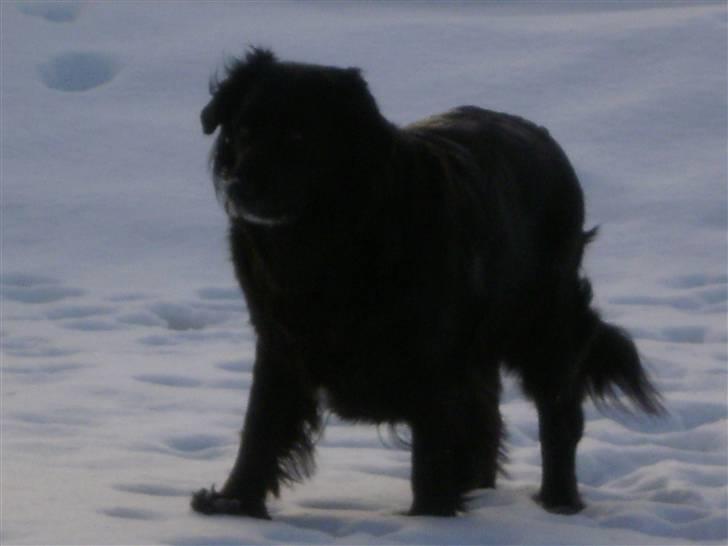 Blanding af racer Nala billede 2