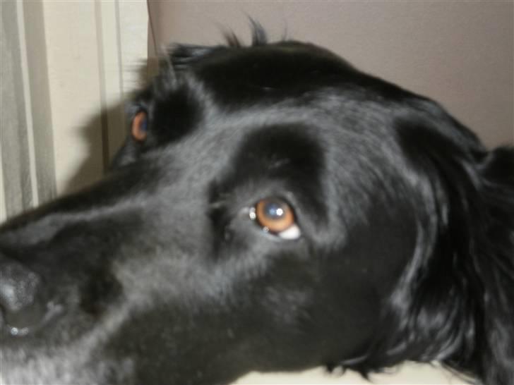 Blanding af racer Nala billede 3