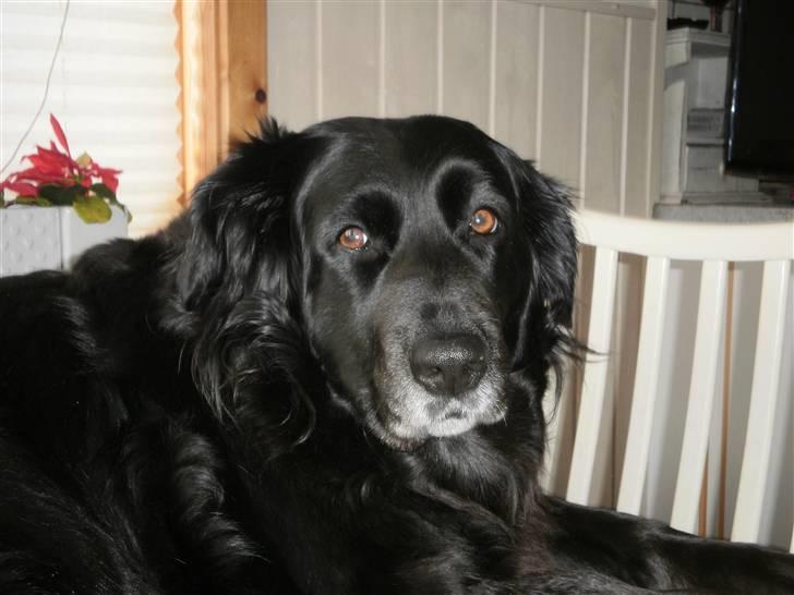 Blanding af racer Nala billede 4