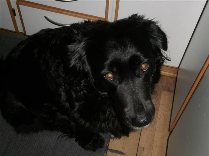 Blanding af racer Nala billede 5