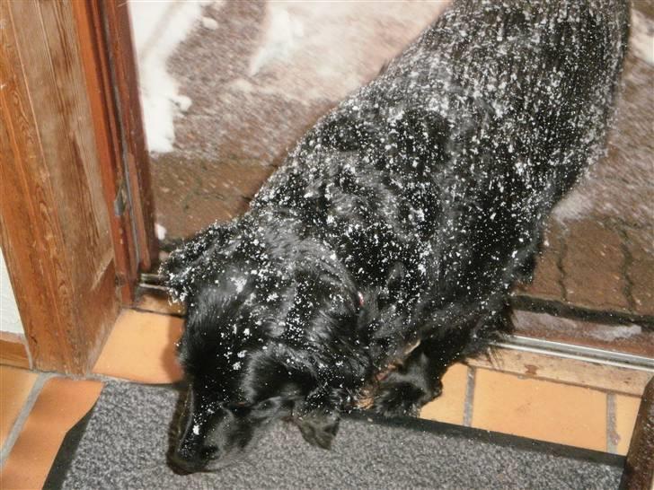 Blanding af racer Nala billede 6