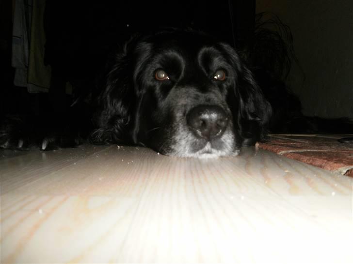 Blanding af racer Nala billede 7