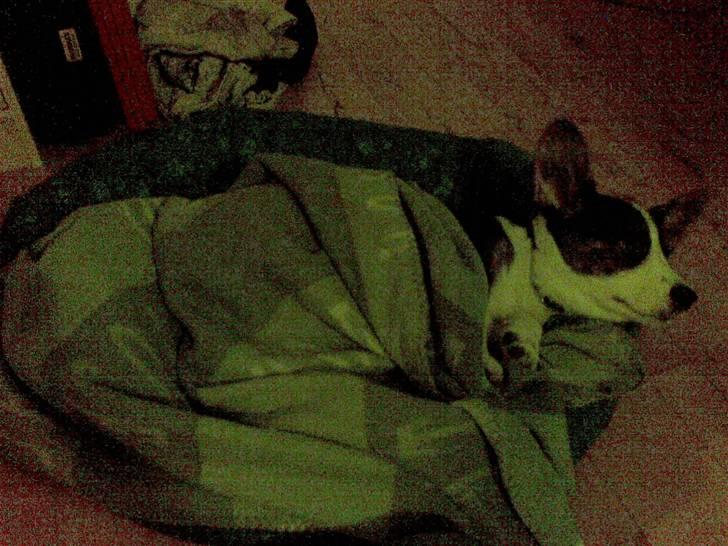 Welsh corgi cardigan Faarup Indy - AFLIVET billede 12