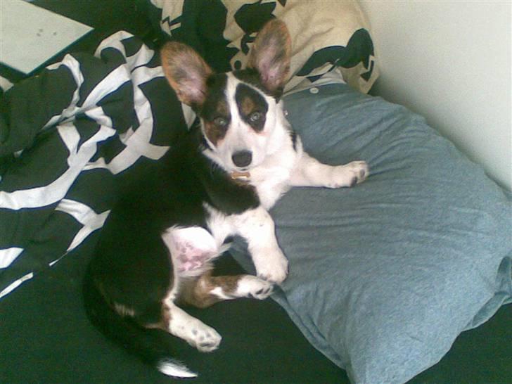 Welsh corgi cardigan Faarup Indy - AFLIVET billede 13