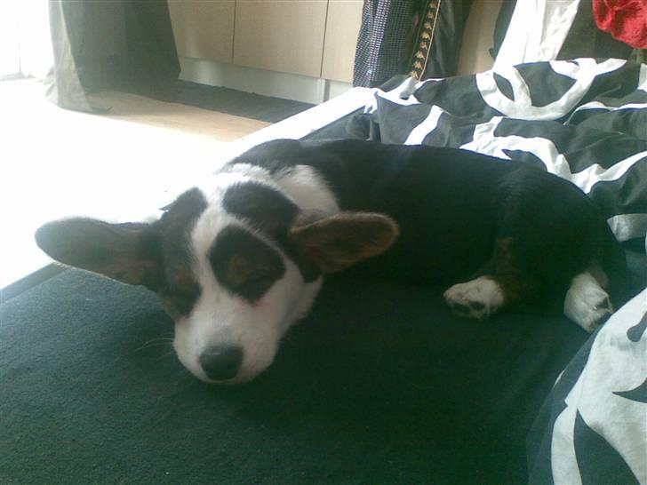 Welsh corgi cardigan Faarup Indy - AFLIVET billede 14