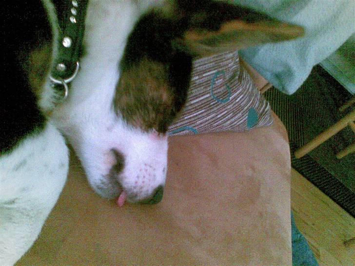 Welsh corgi cardigan Faarup Indy - AFLIVET billede 15