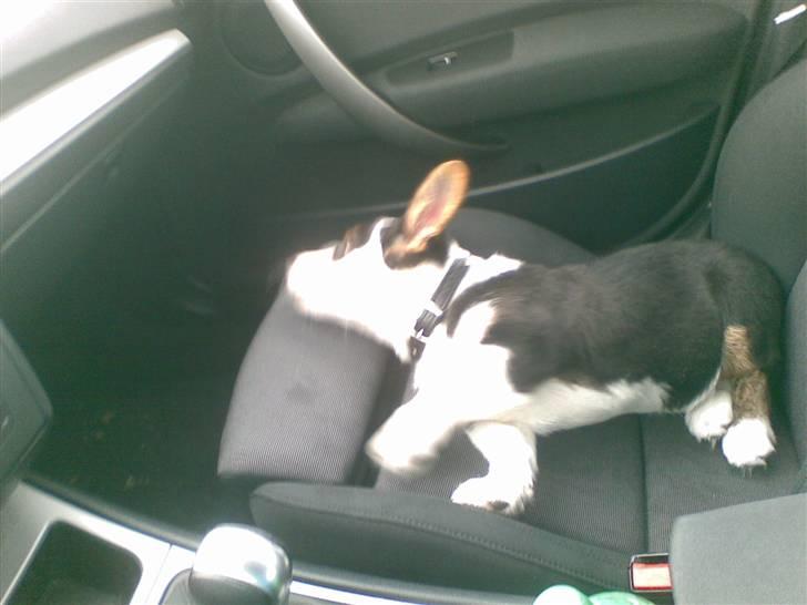 Welsh corgi cardigan Faarup Indy - AFLIVET billede 16