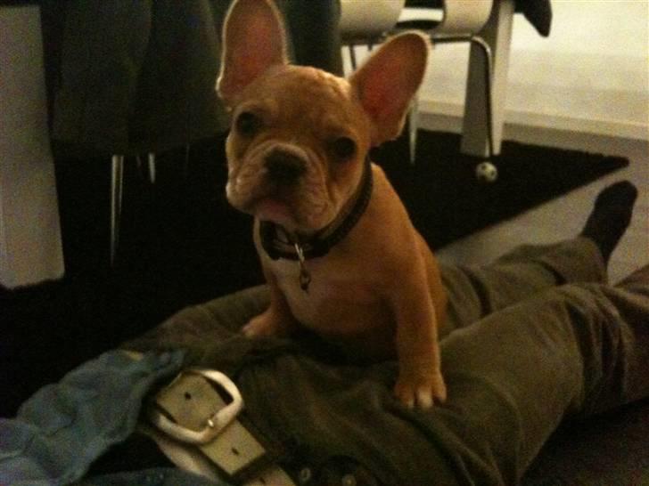 Fransk bulldog R.I.P Bailey 07.12.09 - 26.05.12 billede 3