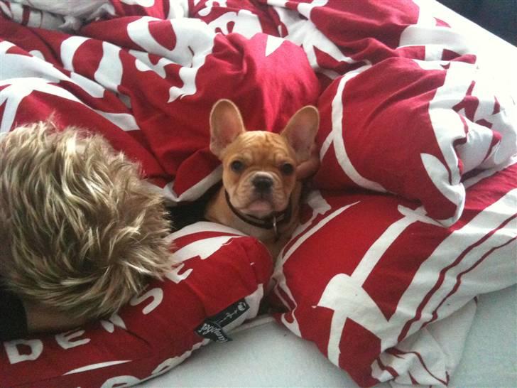 Fransk bulldog R.I.P Bailey 07.12.09 - 26.05.12 billede 4