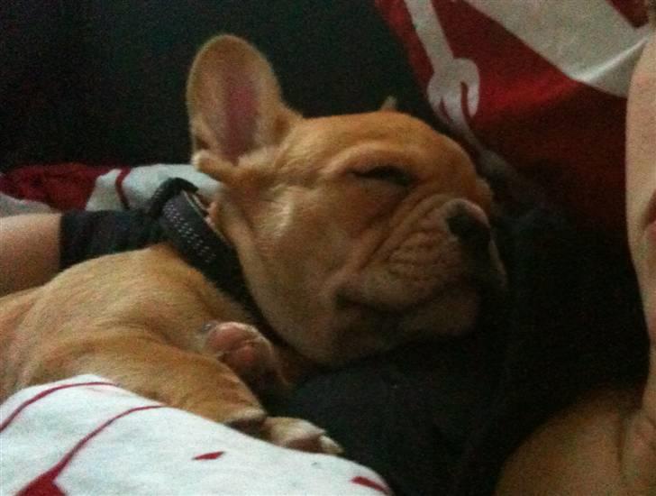 Fransk bulldog R.I.P Bailey 07.12.09 - 26.05.12 billede 5