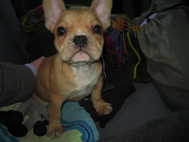 Fransk bulldog R.I.P Bailey 07.12.09 - 26.05.12 billede 6