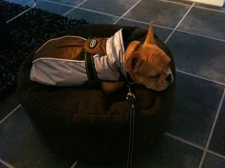 Fransk bulldog R.I.P Bailey 07.12.09 - 26.05.12 billede 7