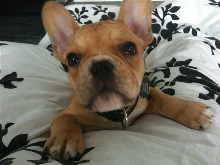 Fransk bulldog R.I.P Bailey 07.12.09 - 26.05.12 billede 8