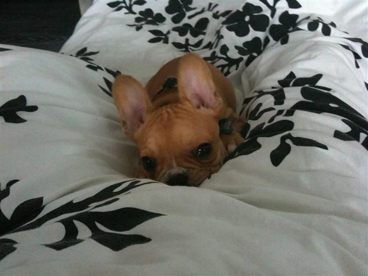 Fransk bulldog R.I.P Bailey 07.12.09 - 26.05.12 billede 9