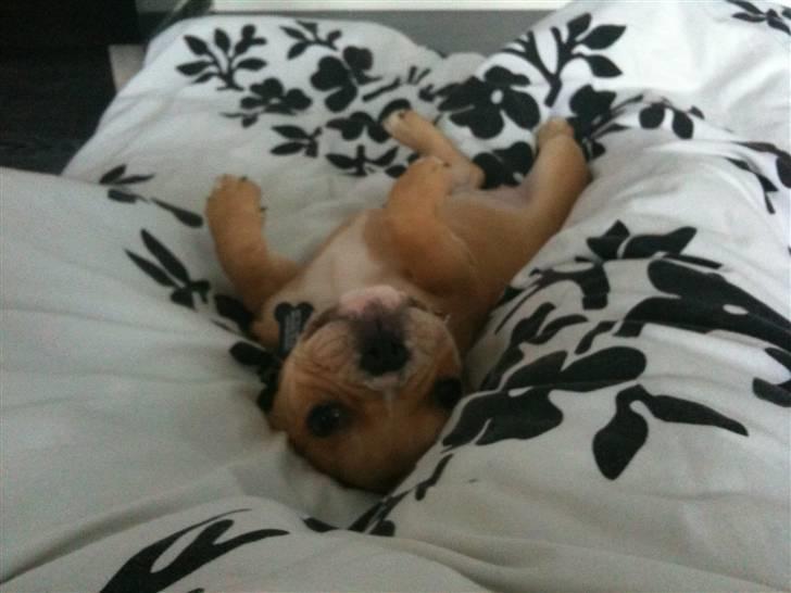 Fransk bulldog R.I.P Bailey 07.12.09 - 26.05.12 billede 10