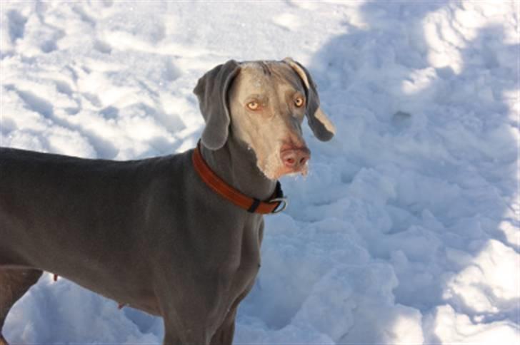 Weimaraner Hot shoots Hi yoda billede 1