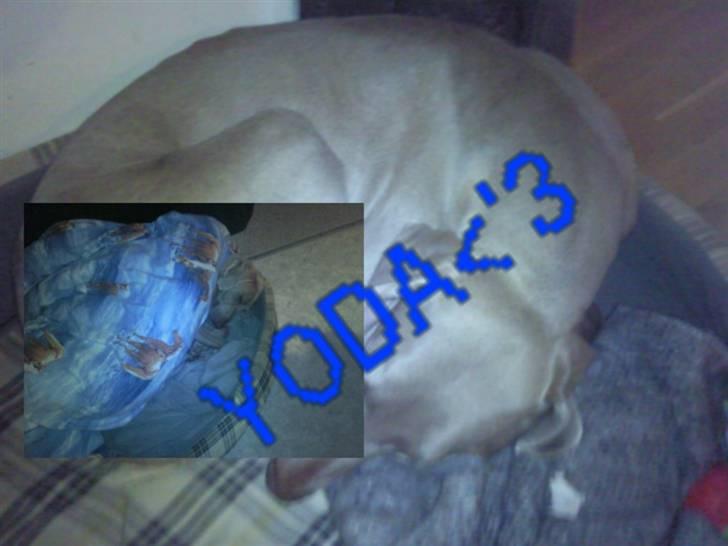Weimaraner Hot shoots Hi yoda billede 2