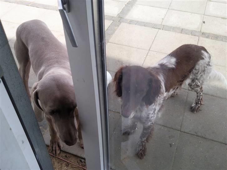 Weimaraner Hot shoots Hi yoda billede 3