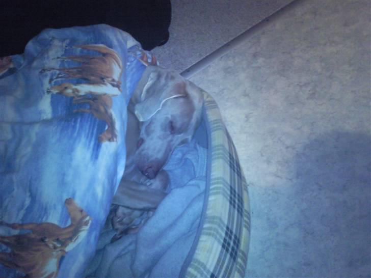 Weimaraner Hot shoots Hi yoda billede 4