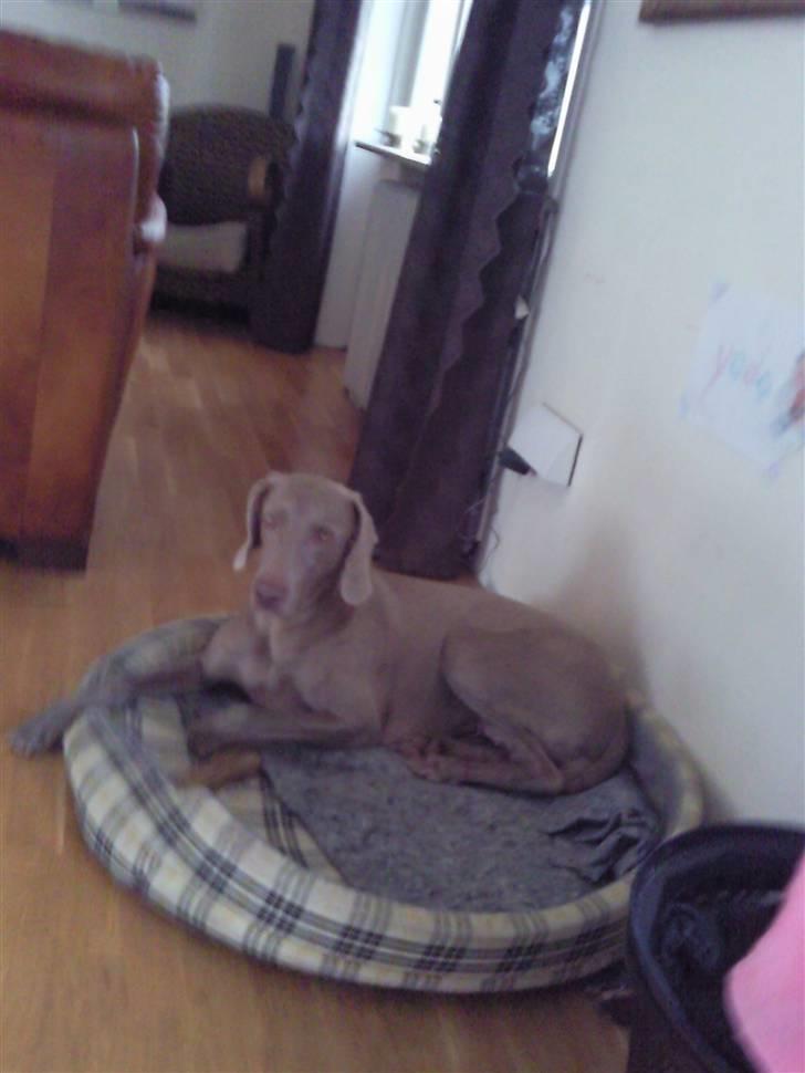 Weimaraner Hot shoots Hi yoda billede 5