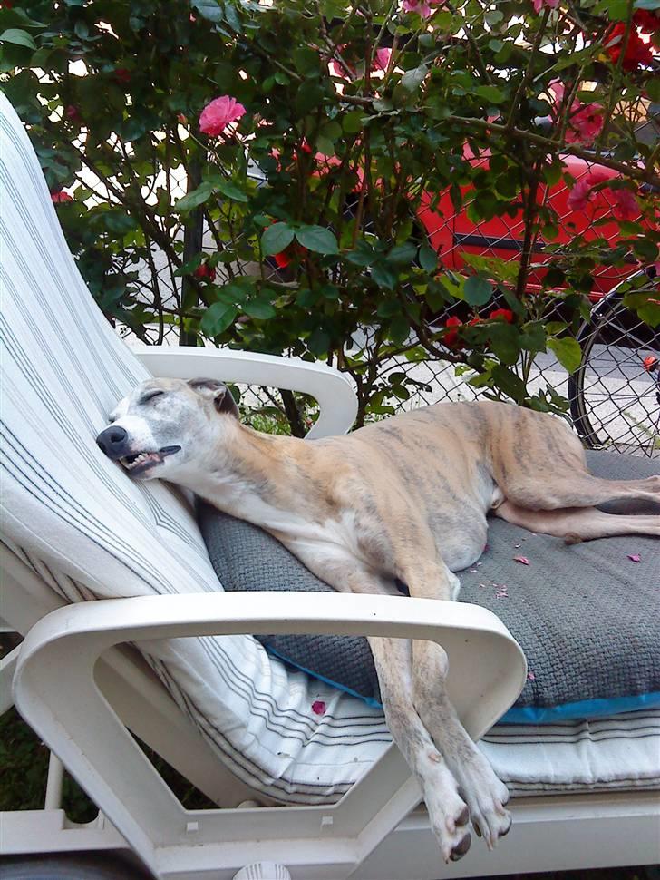 Whippet sir toby - ZZZZzzzzzz findes der noget bedre end en sommerdag i liggestolen...? billede 1