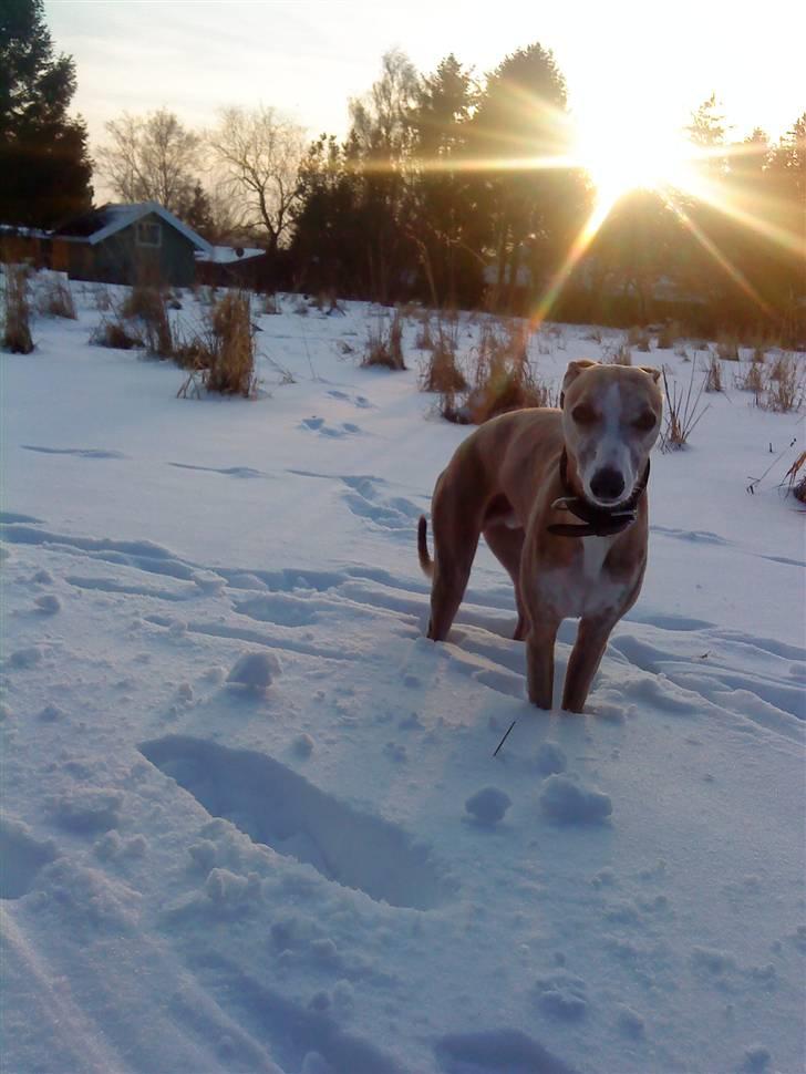 Whippet sir toby billede 2