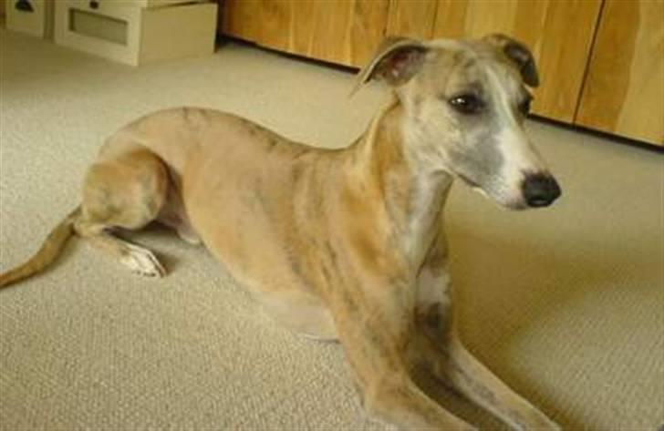 Whippet sir toby billede 3