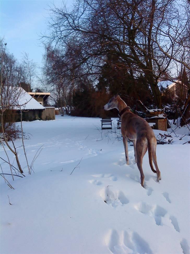Whippet sir toby - jeg har ikke tid...  jeg står lige og stjekker nabo-tæven ud.  billede 4