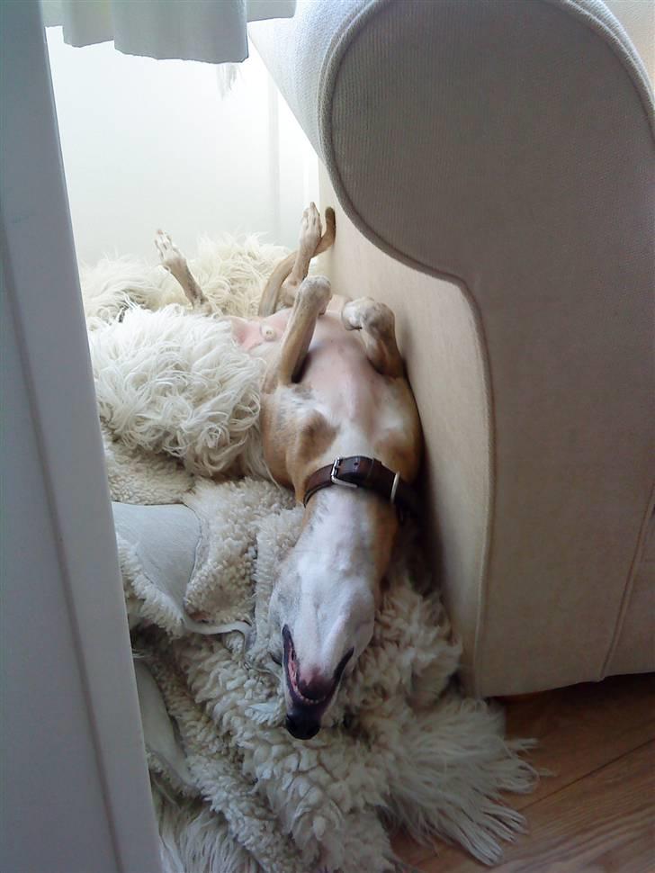 Whippet sir toby - ups.. taget på fersk gerning under en af de 10 daglige middagslure billede 5