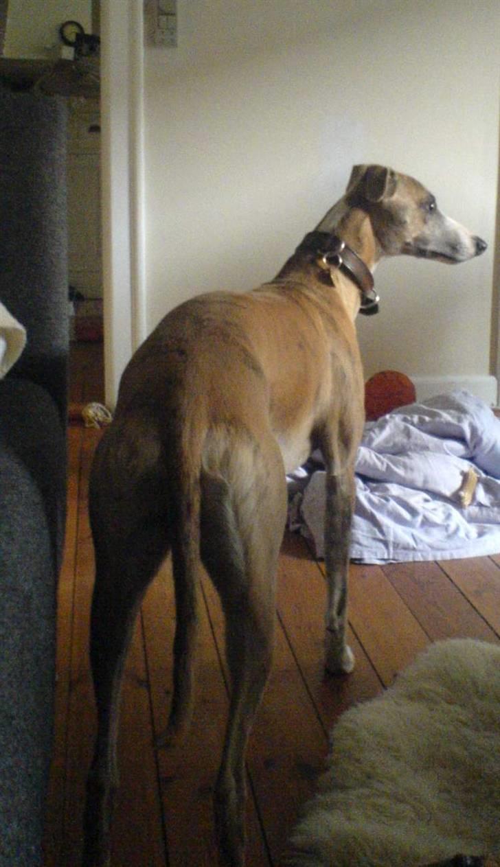 Whippet sir toby - go røv, ikk... ;o) billede 6