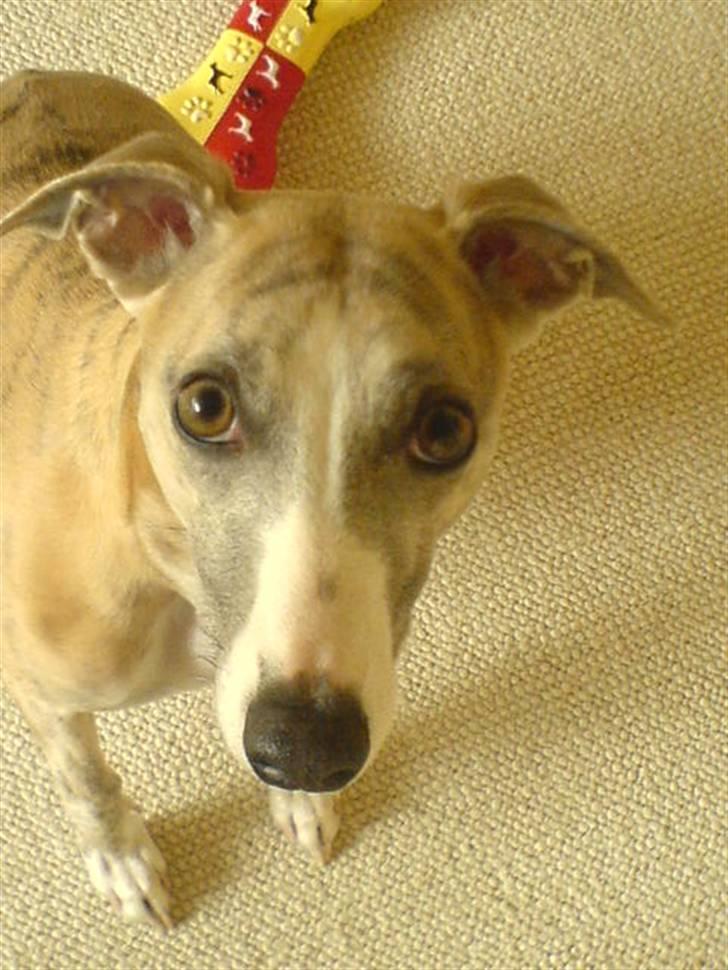 Whippet sir toby - WHAT...? Jeg har da ikke gjort noget... billede 7