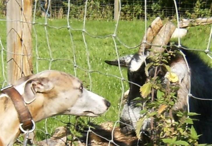 Whippet sir toby - ok så, vi kan da godt lege, men jeg gider altså ikke hvis du bruger de der hårde ting oven på dig hoved billede 8