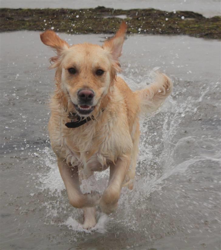 Golden retriever Emma  billede 19