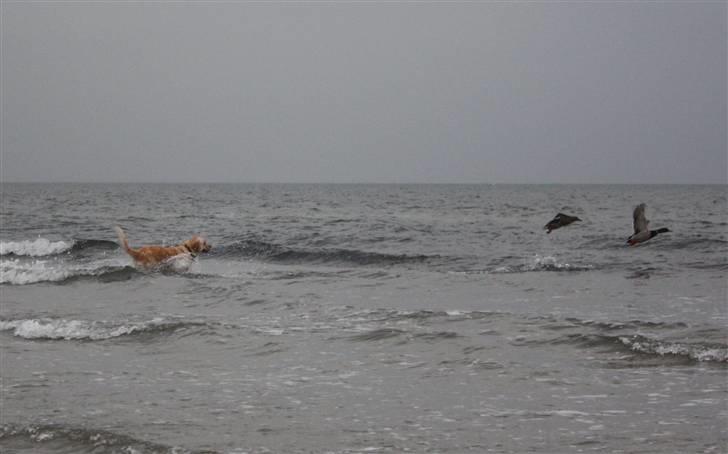 Golden retriever Emma  billede 20