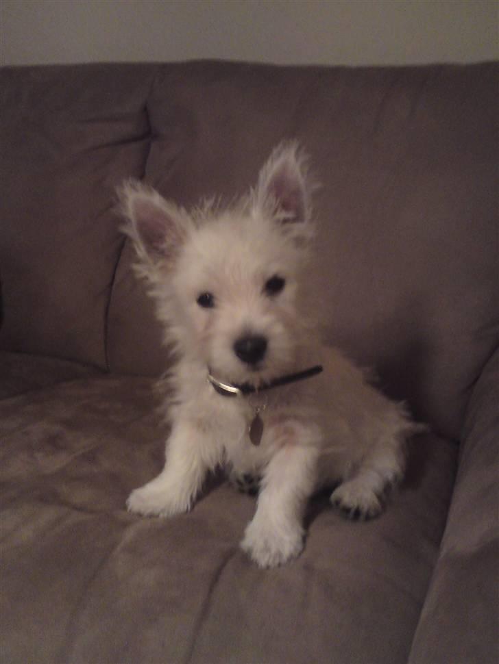 West highland white terrier Magnus Airas - Magnus er ca. ½ år her. Han markerer han skal ud billede 1