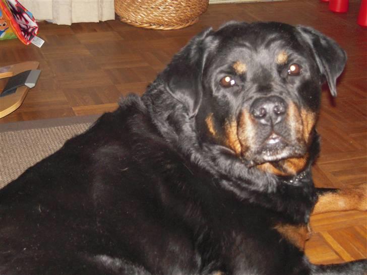 Rottweiler Zenta (RIP) billede 1