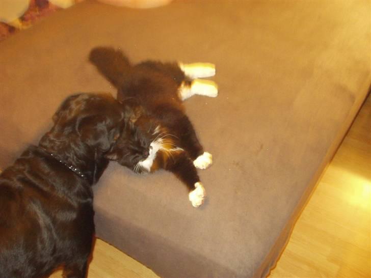 Rottweiler Zenta (RIP) - Du er nu sød nok Bertil, meeen sengen er min!!!! billede 2