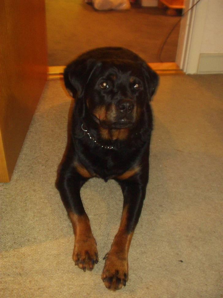 Rottweiler Zenta (RIP) billede 3