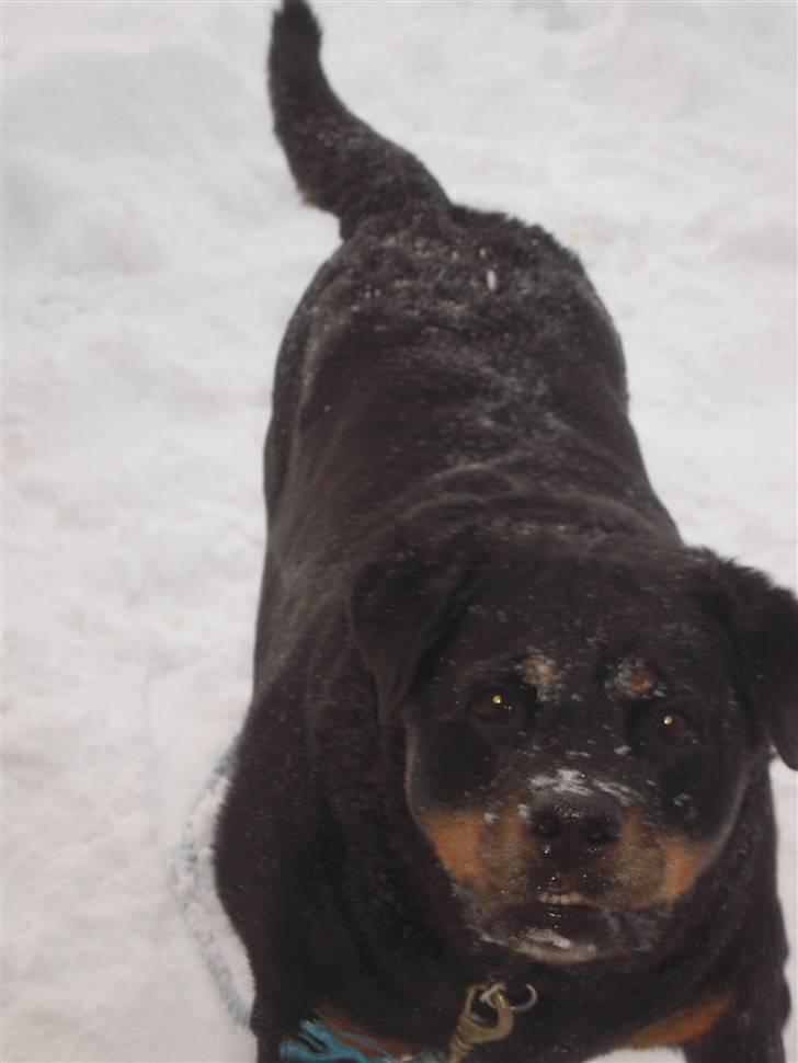 Rottweiler Zenta (RIP) - Uhm. SNE!! billede 4
