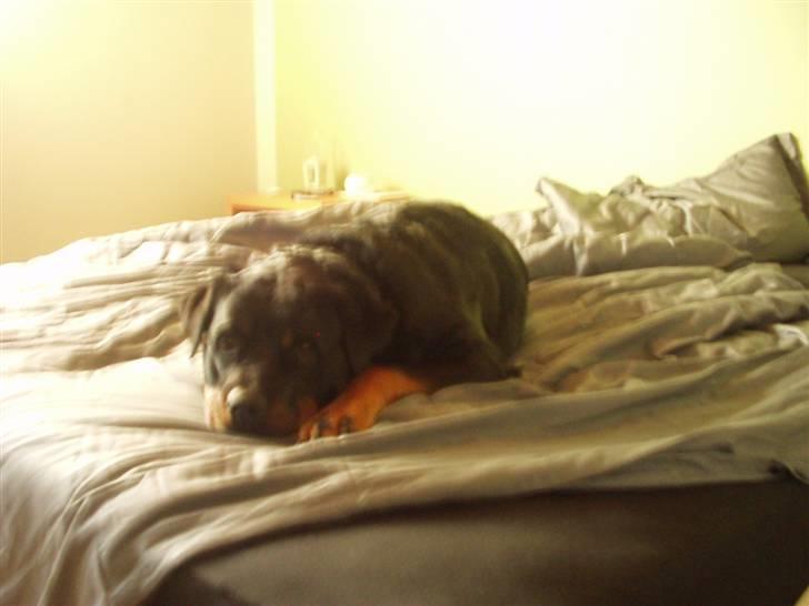 Rottweiler Zenta (RIP) - Shh. mor jeg skal altså sove ;o) billede 5