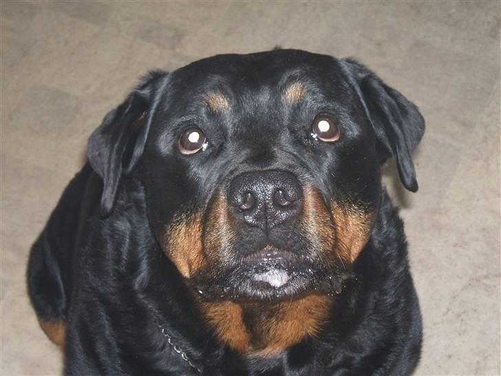 Rottweiler Zenta (RIP) billede 6