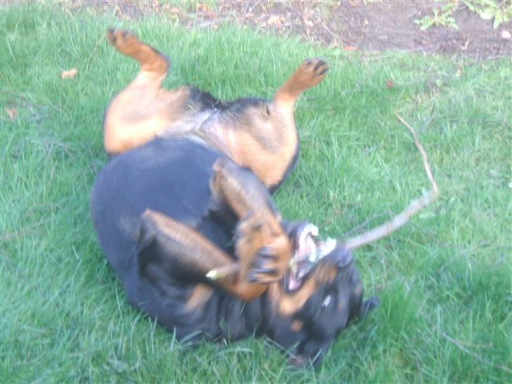 Rottweiler Zenta (RIP) - Elsker at gnave når jeg ligger på ryggen billede 7